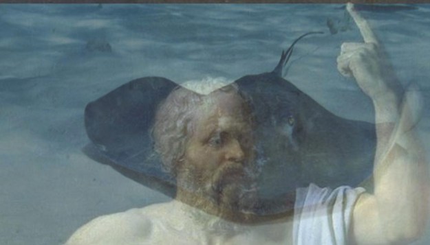 Socrates as stingray