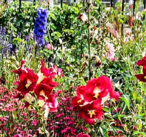 Sweet William in the wildness